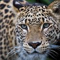 slides/_MG_4752.jpg wildlife, feline, big cat, cat, predator, fur, spot, persian, leopard, eye WBCS15 - Persian Leopard